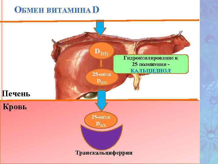 ОБМЕН ВИТАМИНА D D 2(3) 25 -окси D 2(3) Гидроксилирование в 25 положении КАЛЬЦИДИОЛ