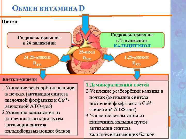 ОБМЕН ВИТАМИНА D Почки Гидроксилирование в 1 положении. КАЛЬЦИТРИОЛ Гидроксилирование в 24 положении 24,