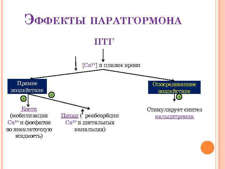 Схема синтеза паратгормона