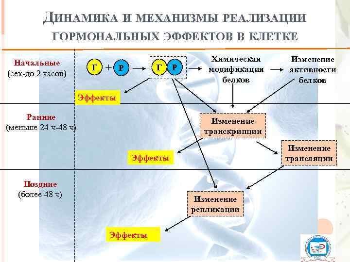 ДИНАМИКА И МЕХАНИЗМЫ РЕАЛИЗАЦИИ ГОРМОНАЛЬНЫХ ЭФФЕКТОВ В КЛЕТКЕ Начальные (сек-до 2 часов) Г +