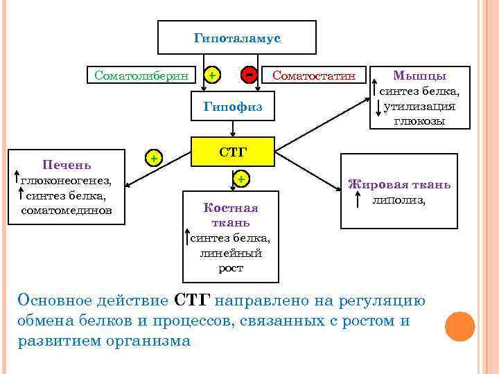 Гипоталамус Соматолиберин + - Гипофиз Печень глюконеогенез, синтез белка, соматомединов + Соматостатин Мышцы синтез