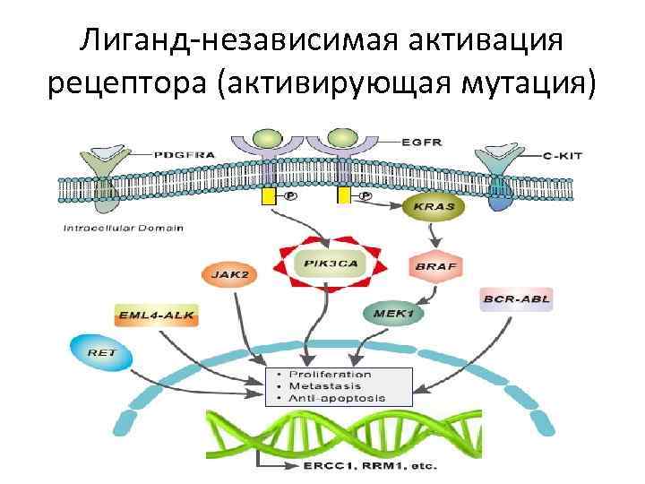 Лиганд-независимая активация рецептора (активирующая мутация) 