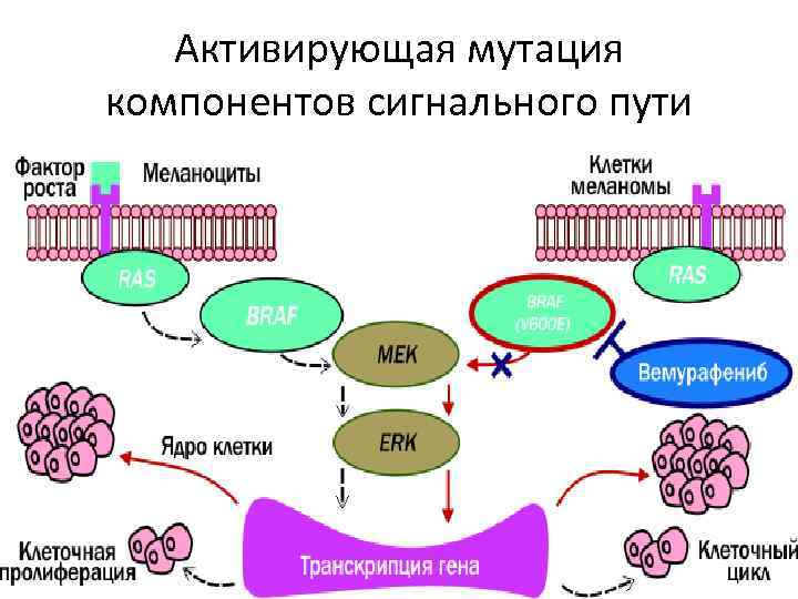 Активирующая мутация компонентов сигнального пути 