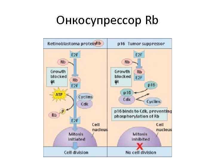 Онкосупрессор Rb 