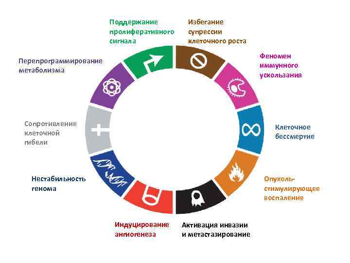 Поддержание пролиферативного сигнала Избегание супрессии клеточного роста Феномен иммунного ускользания Перепрограммирование метаболизма Сопротивление клеточной