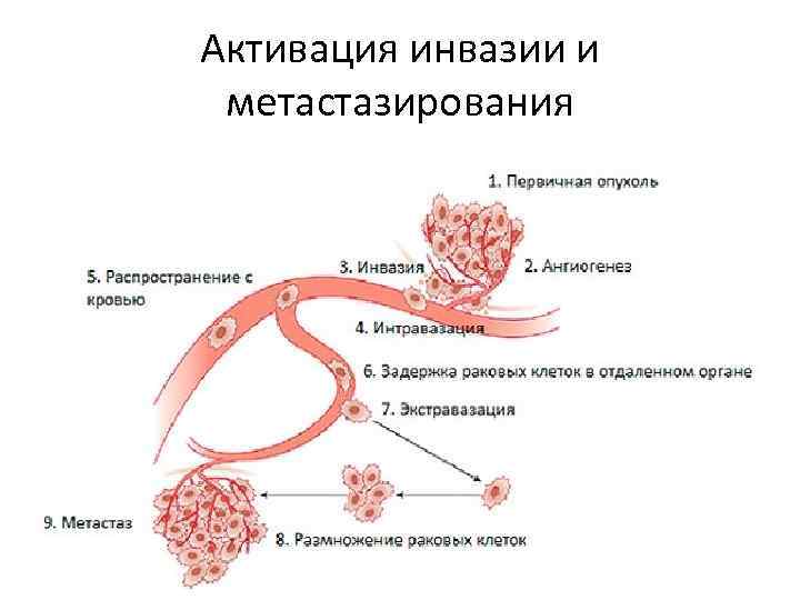 Активация инвазии и метастазирования 