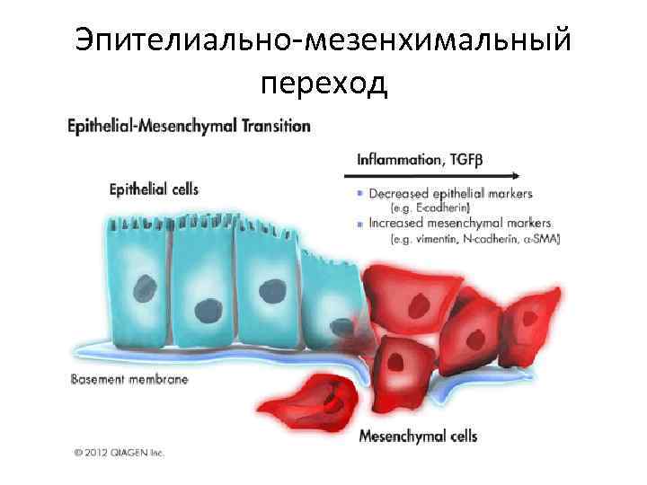 Эпителиально-мезенхимальный переход 