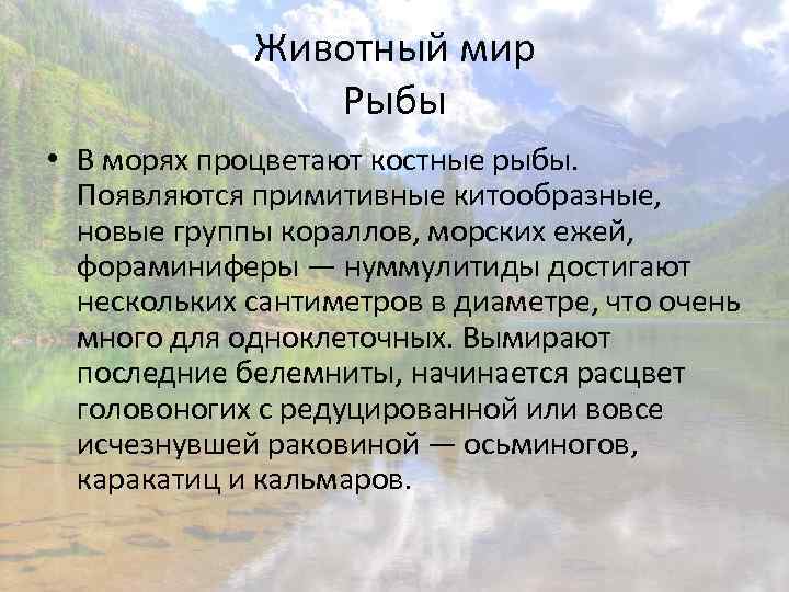 Животный мир Рыбы • В морях процветают костные рыбы. Появляются примитивные китообразные, новые группы