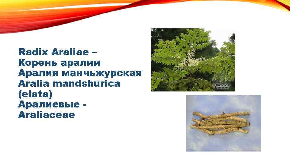 Radix Araliae – Корень аралии Аралия манчьжурская Аralia mandshurica (elata) Аралиевые Аraliaceae 