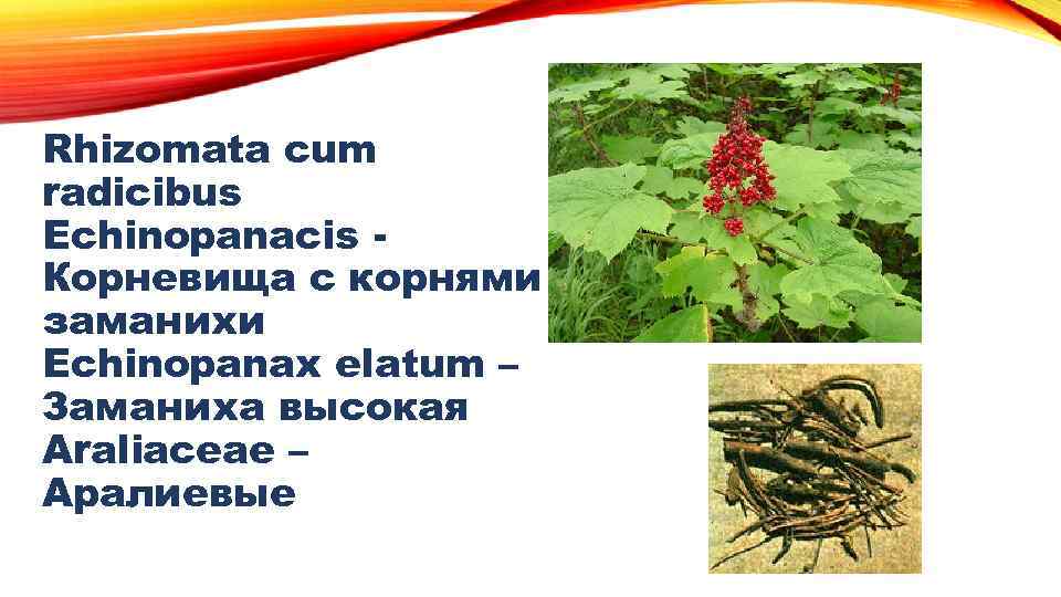 Rhizomata cum radicibus Еchinopanacis Корневища с корнями заманихи Еchinopanax elatum – Заманиха высокая Аraliaceae