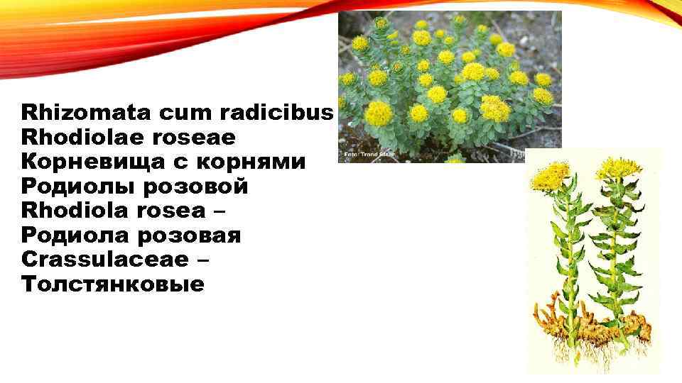 Rhizomata cum radicibus Rhodiolae roseae Корневища с корнями Родиолы розовой Rhodiola rosea – Родиола