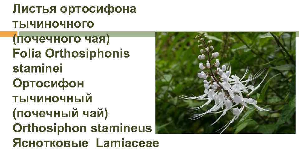 Трава ортосифон тычиночный фото и описание