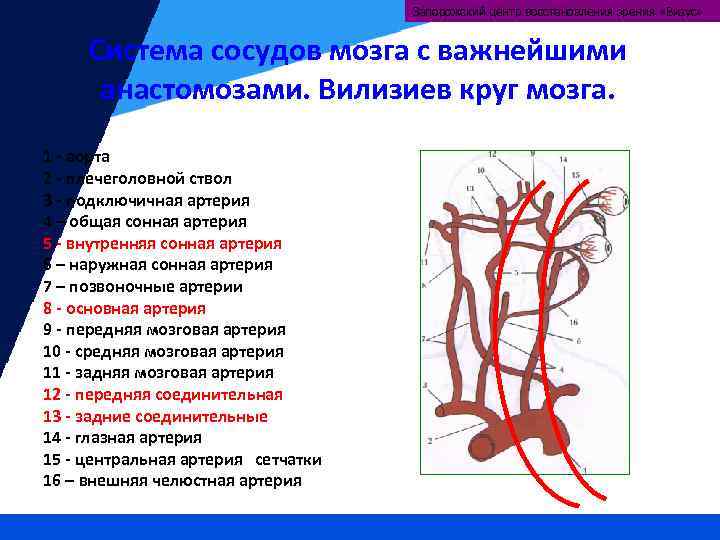 Глазная артерия схема