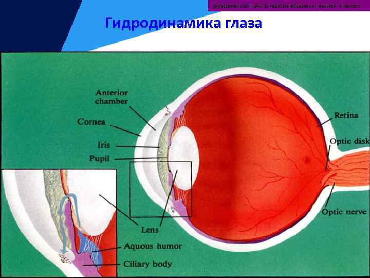 Запорожский центр восстановления зрения «Визус» Гидродинамика глаза 