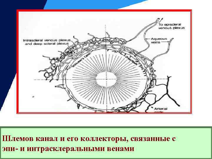 Шлемов канал и его коллекторы, связанные с эпи- и интрасклеральными венами 