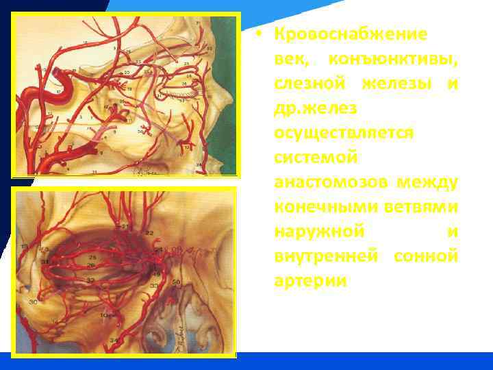  • Кровоснабжение век, конъюнктивы, слезной железы и др. желез осуществляется системой анастомозов между