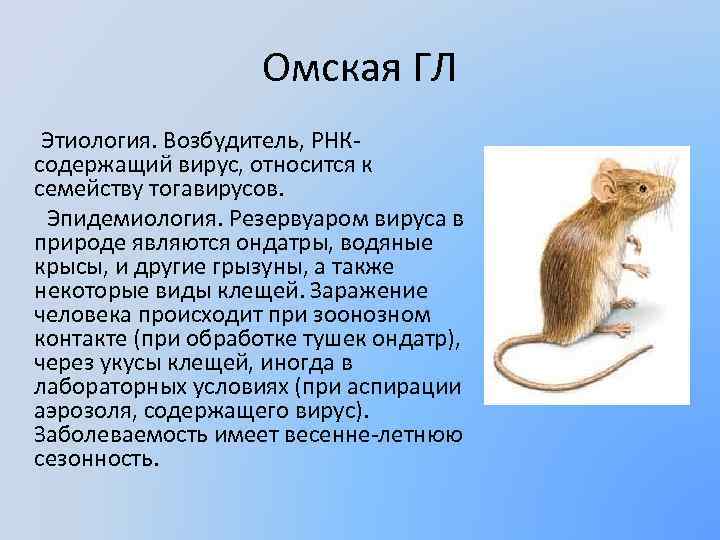 Омская ГЛ Этиология. Возбудитель, РНКсодержащий вирус, относится к семейству тогавирусов. Эпидемиология. Резервуаром вируса в