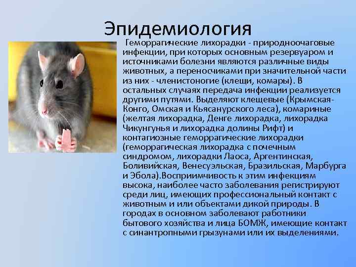 Эпидемиология Геморрагические лихорадки - природноочаговые инфекции, при которых основным резервуаром и источниками болезни являются