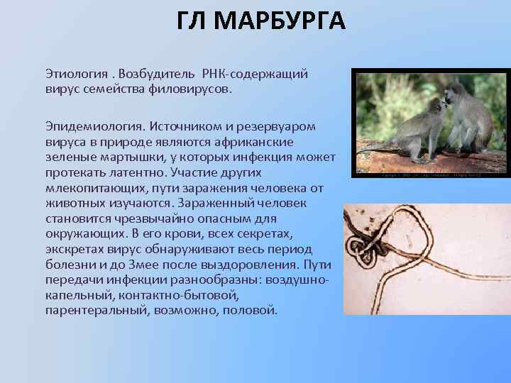 ГЛ МАРБУРГА Этиология. Возбудитель РНК-содержащий вирус семейства филовирусов. Эпидемиология. Источником и резервуаром вируса в