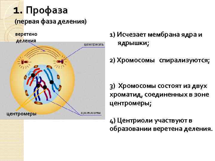 1. Профаза (первая фаза деления) веретено деления 1) Исчезает мембрана ядра и ядрышки; 2)