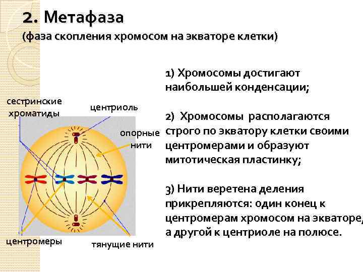 2. Метафаза (фаза скопления хромосом на экваторе клетки) 1) Хромосомы достигают наибольшей конденсации; сестринские