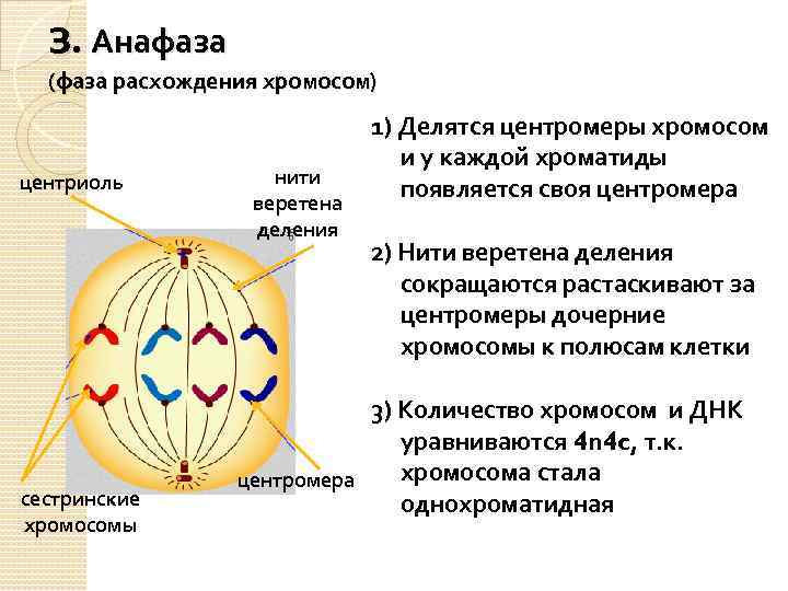 з. Анафаза (фаза расхождения хромосом) центриоль сестринские хромосомы нити веретена деления 1) Делятся центромеры
