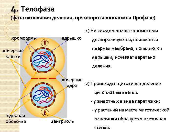 4. Телофаза (фаза окончания деления, прямопротивоположна Профазе) 1) На каждом полюсе хромосомы ядрышко деспирализуются,