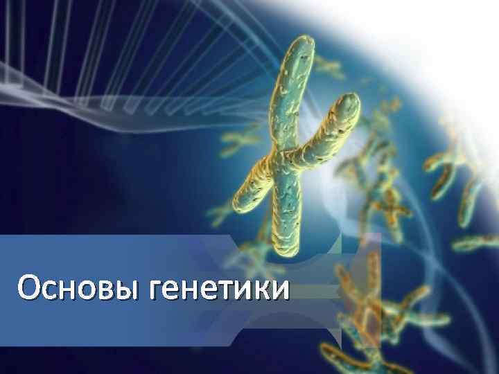 Основы генетики 