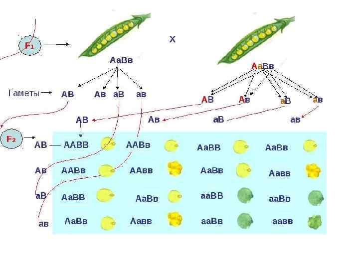 Схема aabb x aabb