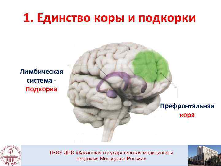 1. Единство коры и подкорки Лимбическая система Подкорка Префронтальная кора ГБОУ ДПО «Казанская государственная