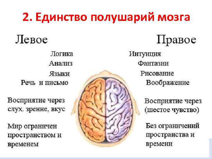 2. Единство полушарий мозга 