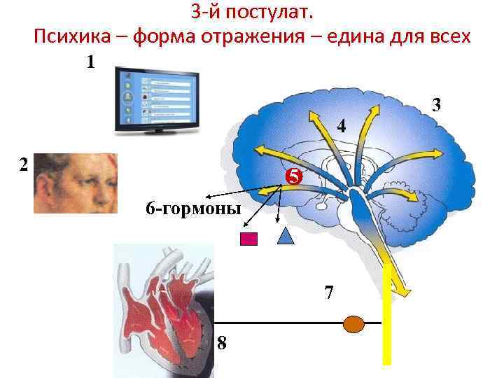 3 -й постулат. Психика – форма отражения – едина для всех 1 4 2