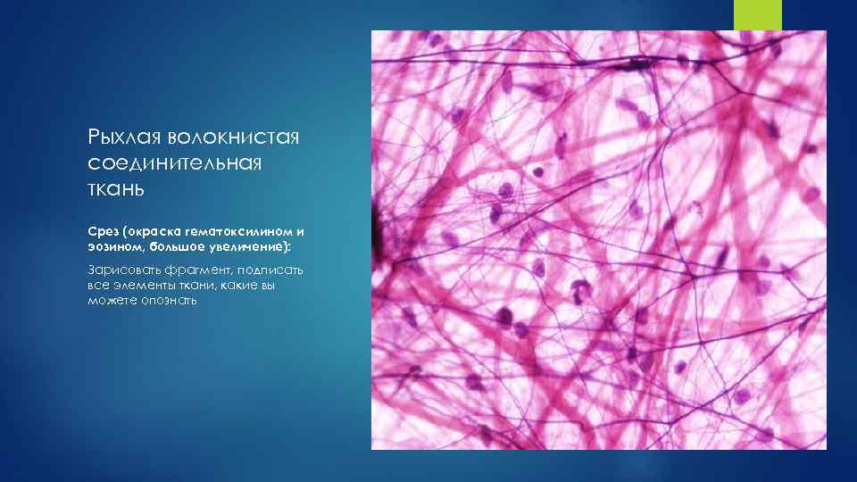 Рыхлая волокнистая соединительная ткань Срез (окраска гематоксилином и эозином, большое увеличение): Зарисовать фрагмент, подписать