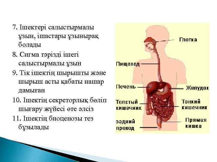 7. Ішектері салыстырмалы ұзын, ішастары ұзынырақ болады 8. Сигма тәрізді ішегі салыстырмалы ұзын 9.