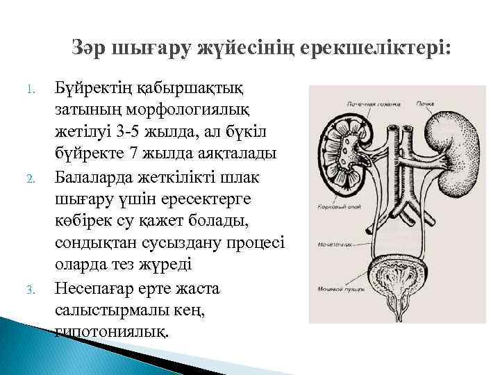 Зәр шығару жүйесінің ерекшеліктері: 1. 2. 3. Бүйректің қабыршақтық затының морфологиялық жетілуі 3 -5