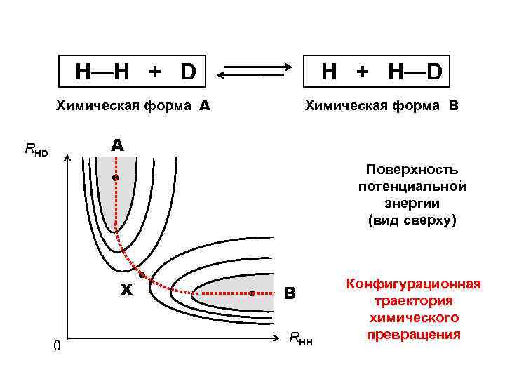 Н—Н + D Н + H—D Химическая форма А Химическая форма В А RHD
