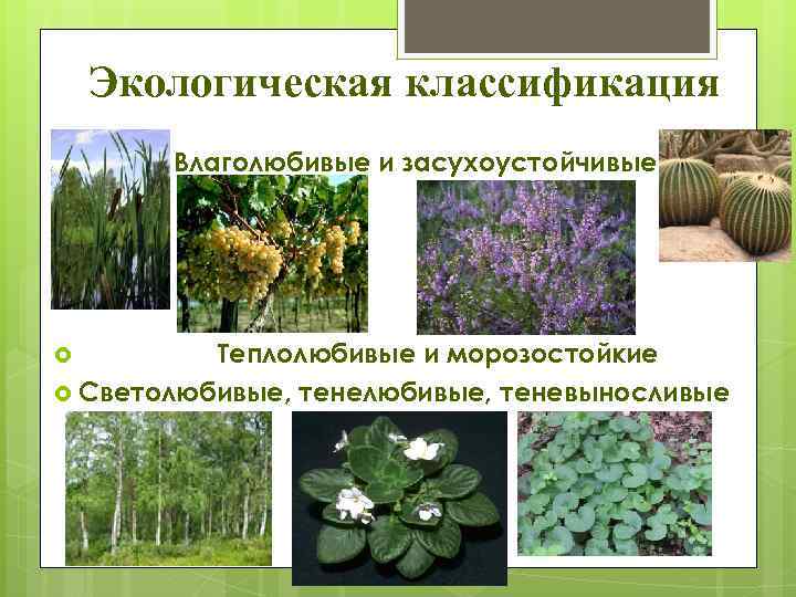 Экологическая классификация Влаголюбивые и засухоустойчивые Теплолюбивые и морозостойкие Светолюбивые, теневыносливые 