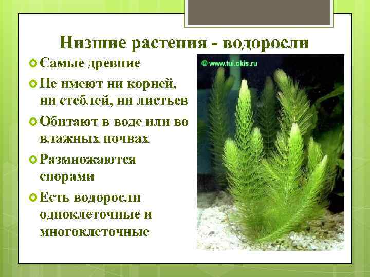 Низшие растения - водоросли Самые древние Не имеют ни корней, ни стеблей, ни листьев
