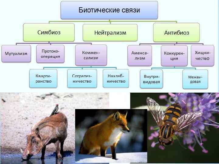 Какие классы животных существуют