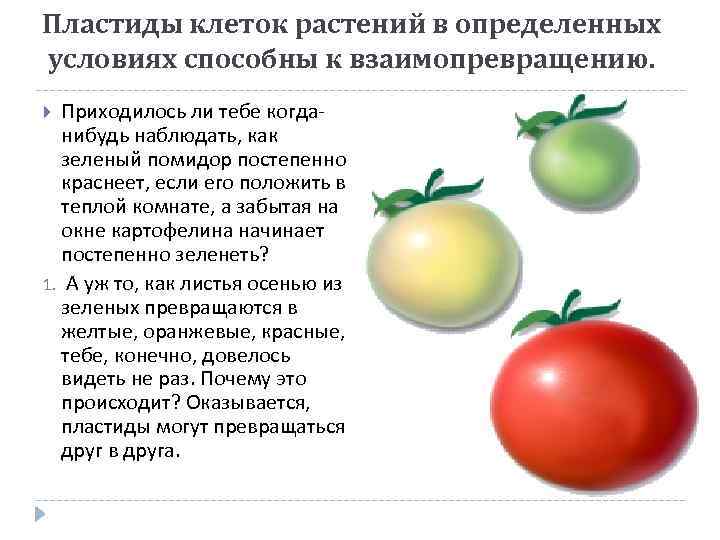 Пластиды клеток растений в определенных условиях способны к взаимопревращению. Приходилось ли тебе когданибудь наблюдать,