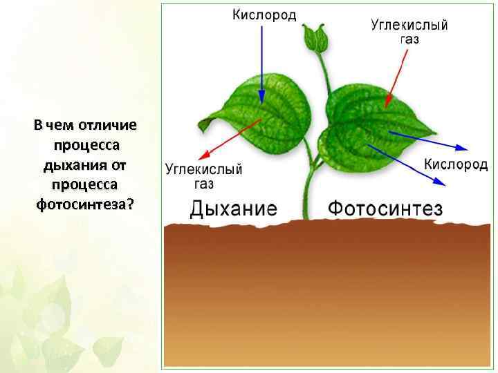 В чем отличие процесса дыхания от процесса фотосинтеза? 