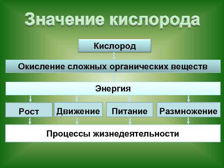 Кислород Окисление сложных органических веществ Энергия Рост Движение Питание Размножение Процессы жизнедеятельности 