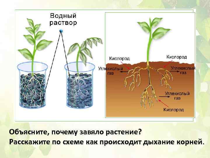 Объясните, почему завяло растение? Расскажите по схеме как происходит дыхание корней. 