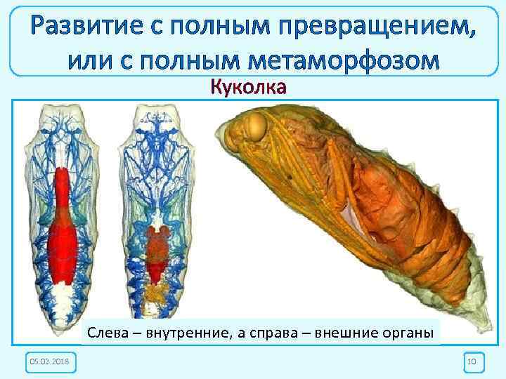 Развитие с полным превращением, или с полным метаморфозом Куколка Стадия куколки – это фантастически