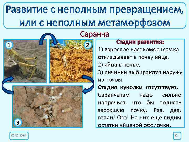 Развитие с неполным превращением, или с неполным метаморфозом Саранча 1 2 3 05. 02.