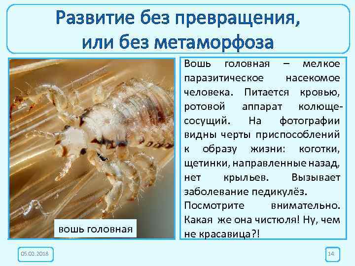 Развитие без превращения, или без метаморфоза вошь головная 05. 02. 2018 Вошь головная –