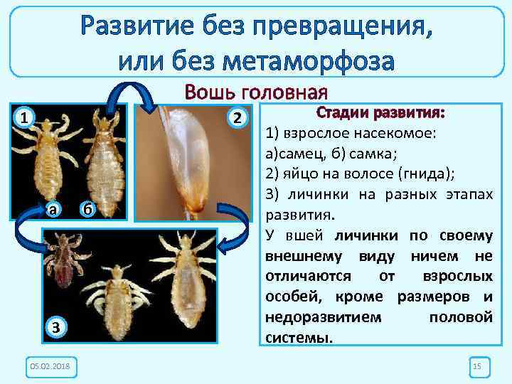 Развитие без превращения, или без метаморфоза Вошь головная 1 2 а б № 2