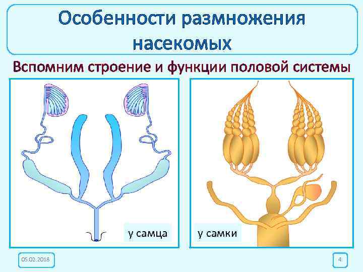 Особенности размножения насекомых Вспомним строение и функции половой системы у самца 05. 02. 2018