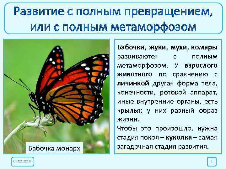 Развитие с полным превращением, или с полным метаморфозом Бабочка монарх 05. 02. 2018 Бабочки,