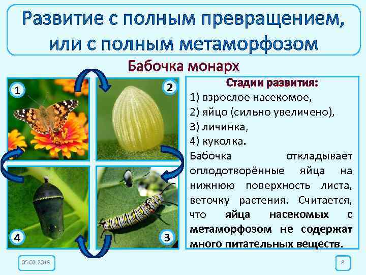 Развитие с полным превращением, или с полным метаморфозом Бабочка монарх 1 2 4 3